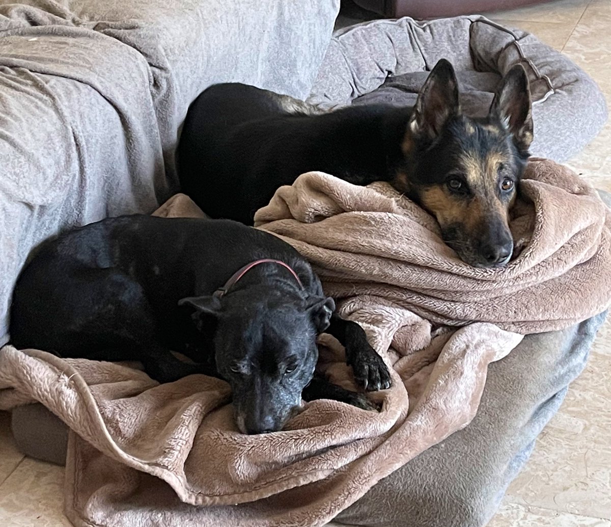 We got caught taking the blanket off the sofa to cuddle into!! 🐾🐾