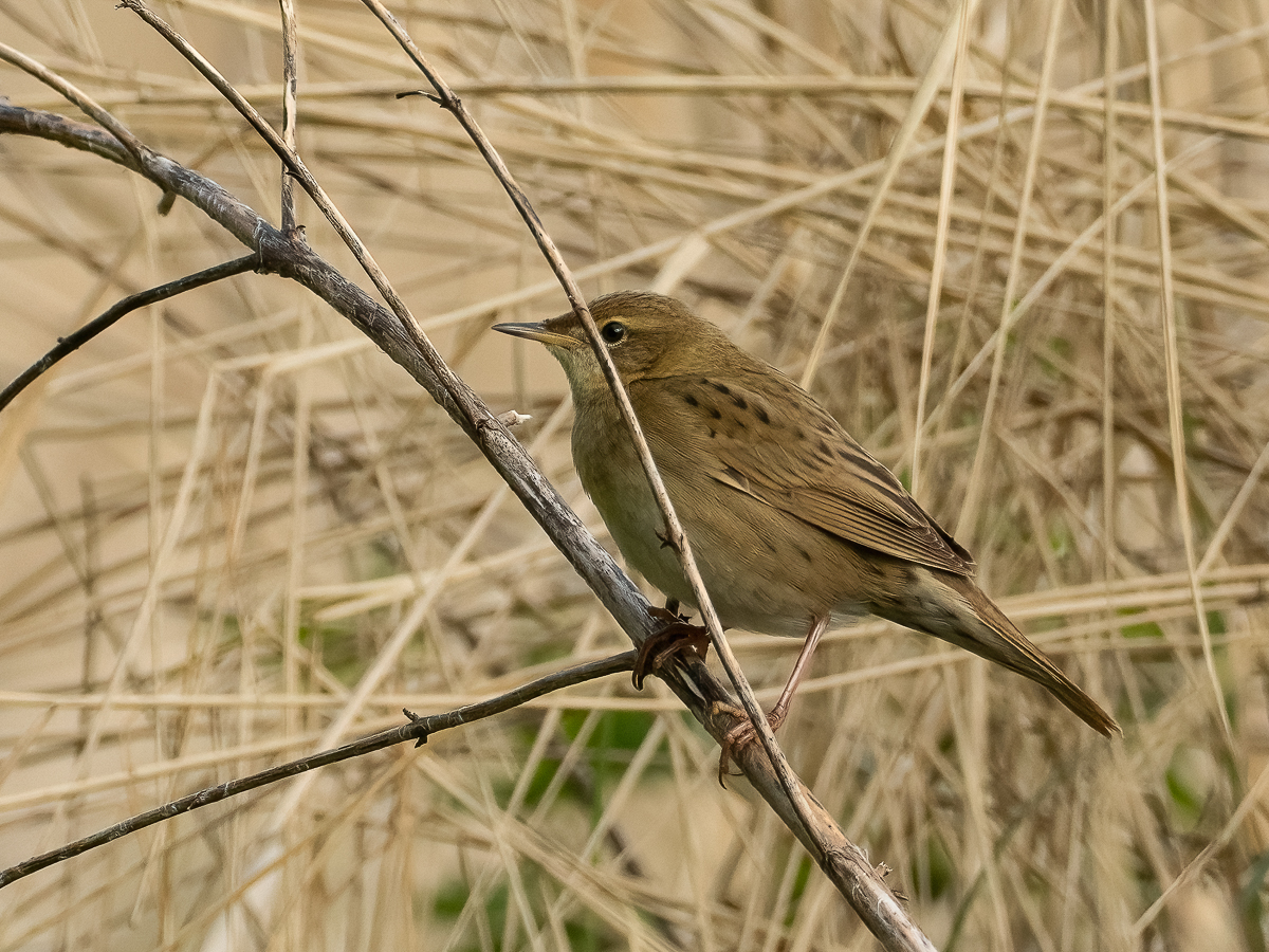 Paul Murphy Out and About tweet media