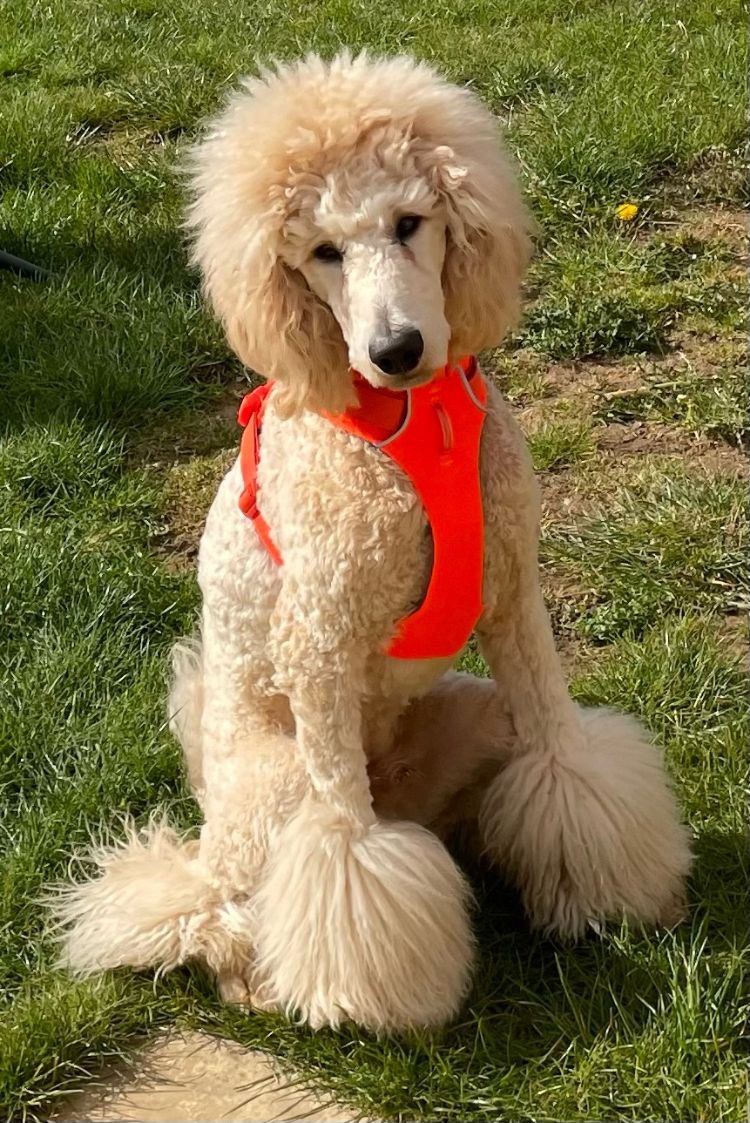 bemorebob2's tweet photo. My pal Wilbur is very proud of his new blaze orange Ruffwear ensemble! 🧡🧡🧡 #OrangeIsCool https://t.co/9E3W7deFW3