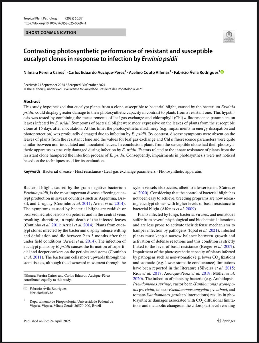 Carlos E. Aucique-Perez (@carlos_aucique) on Twitter photo In our study, we investigated physiological damages caused by E. psidii in eucalyptus plants. link.springer.com/article/10.100… <a href="/ufvplantpath/">UFVPlantPathology</a> In our study, we investigated physiological damages caused by E. psidii in eucalyptus plants. link.springer.com/article/10.100… <a href="/ufvplantpath/">UFVPlantPathology</a>