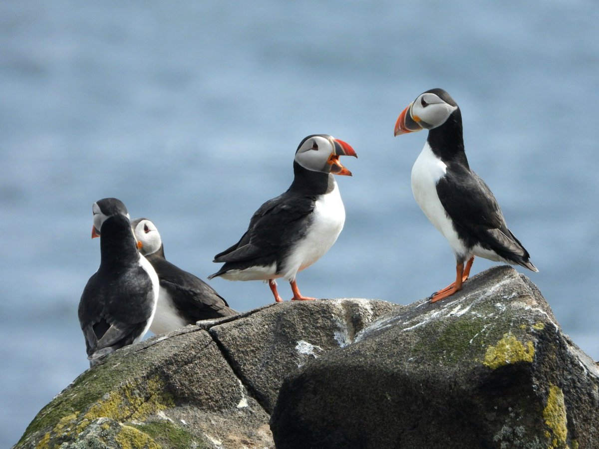 Echtelijk conflict? #puffins