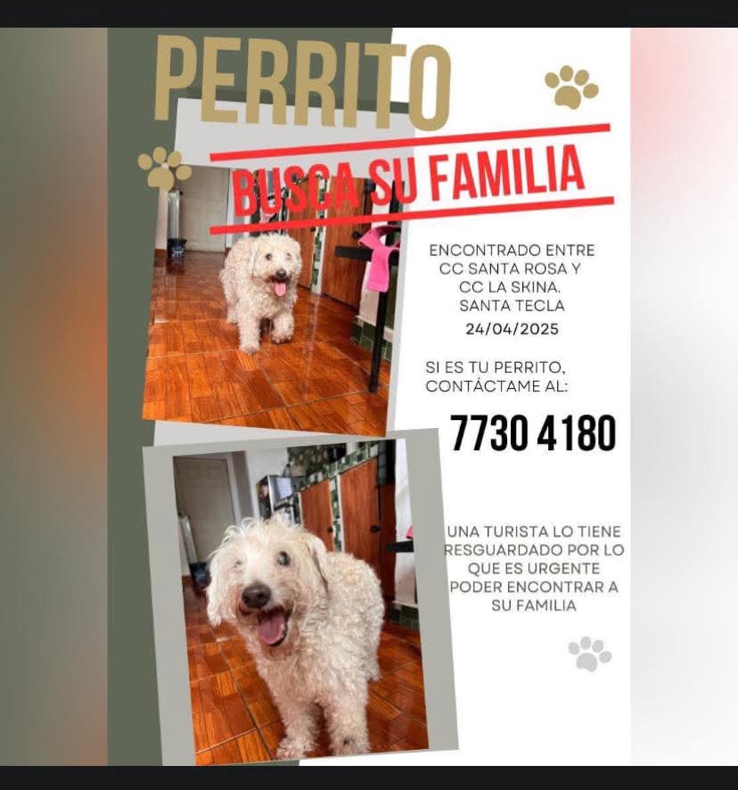 lyssitta's tweet photo. #ServicioSocial
SE BUSCA A SU FAMILIA https://t.co/5SqZYOPKwS