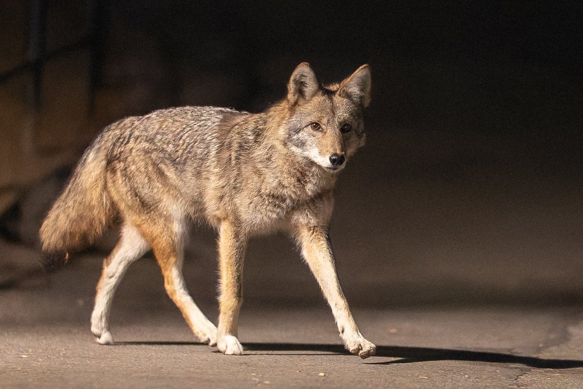 David Lei tweet media