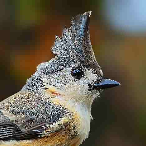 skllzarmy's tweet image. FUCK YEAH! Just bought my first #ZeroContract mint!

TUTI by the great @PapaBeardedNFTs 

Love seeing the innovation and passion!