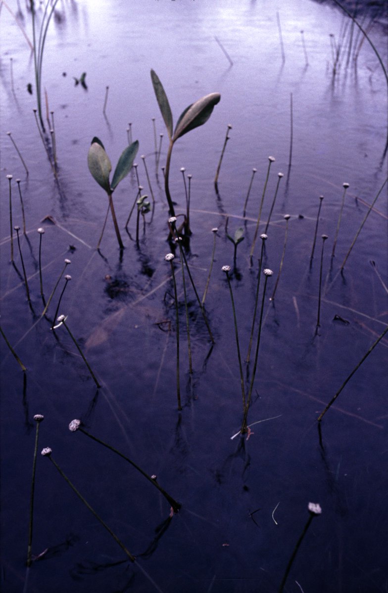 BSBI Ireland (@bsbi_ireland) on Twitter photo The first field days of the Targeted #AquaticPlantProject funded by <a href="/NPWSIreland/">National Parks and Wildlife Service</a> will be in County Clare on 31st May and 1st June this year. To see more details and book your free place visit bsbi.org/aquatic-plant-… Photo credit Neil Wyatt The first field days of the Targeted #AquaticPlantProject funded by <a href="/NPWSIreland/">National Parks and Wildlife Service</a> will be in County Clare on 31st May and 1st June this year. To see more details and book your free place visit bsbi.org/aquatic-plant-… Photo credit Neil Wyatt