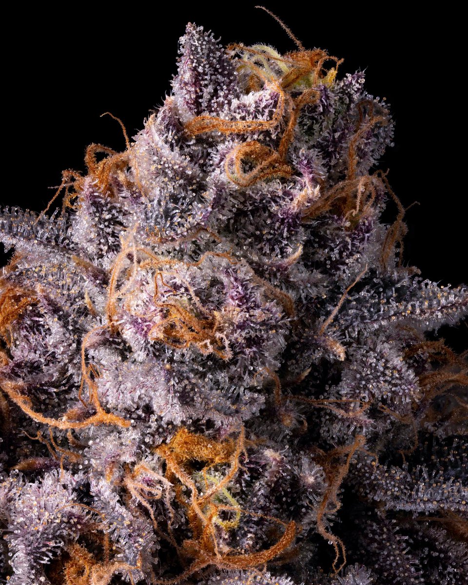 nm_cookies's tweet photo. MASSIVE DROP!!!

{Frozen Grapes} ❄️🍇🥶

Tomorrow 4/25 💯 @ Cookies Albuquerque &amp; Sunland New Mexico

Flower drops at 9AM Opening 🚀🧨

@berner415 @cookiesglobal 

🫳🏽🎤 https://t.co/nezEjFtHxs