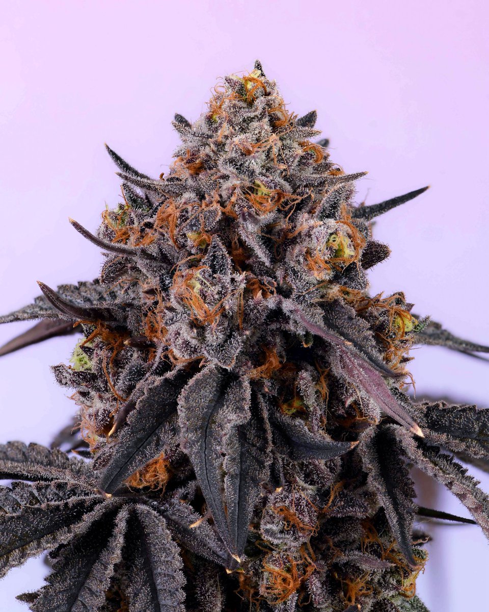 nm_cookies's tweet photo. MASSIVE DROP!!!

{Frozen Grapes} ❄️🍇🥶

Tomorrow 4/25 💯 @ Cookies Albuquerque &amp; Sunland New Mexico

Flower drops at 9AM Opening 🚀🧨

@berner415 @cookiesglobal 

🫳🏽🎤 https://t.co/nezEjFtHxs