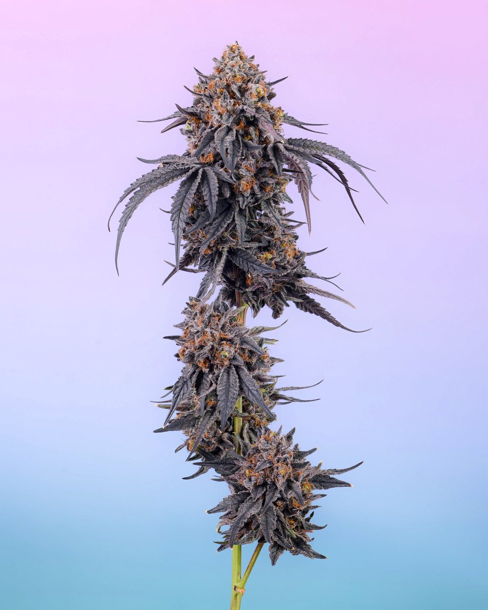 nm_cookies's tweet photo. MASSIVE DROP!!!

{Frozen Grapes} ❄️🍇🥶

Tomorrow 4/25 💯 @ Cookies Albuquerque &amp; Sunland New Mexico

Flower drops at 9AM Opening 🚀🧨

@berner415 @cookiesglobal 

🫳🏽🎤 https://t.co/nezEjFtHxs