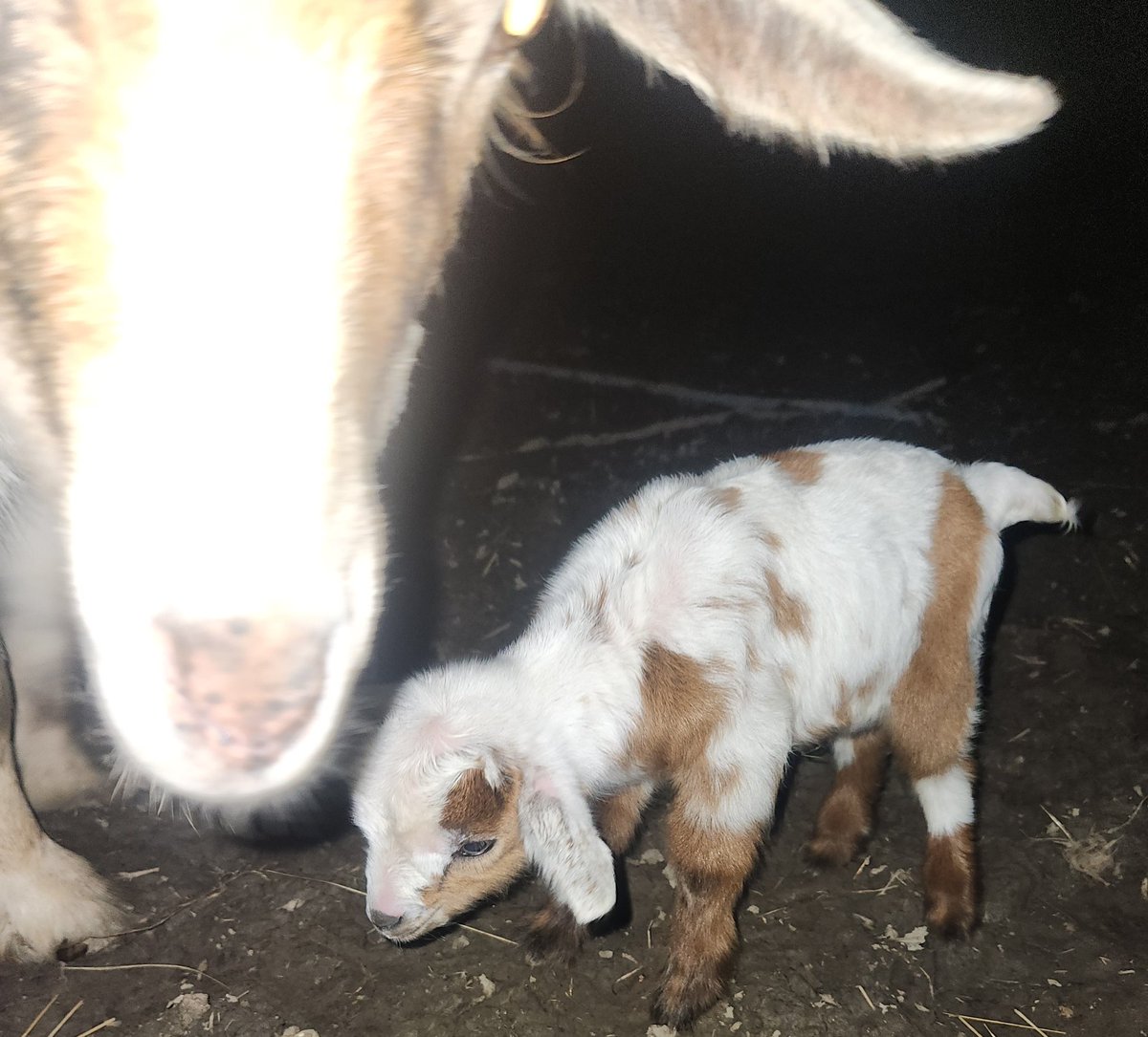 As most of you know, a couple of years ago we helped a neighbor out by adopting his herd of goats.  A few weeks ago one of their enclosures got damaged during a bad storm and the others aren't in the best shape either.  We are trying to set up their new space with a better