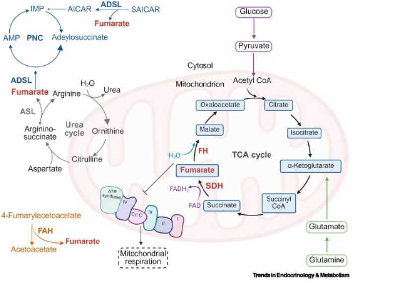 🚨Last weeks #immunometabolism discoveries <a href="/Bims_BiomedNews/">Bims: Biomed News</a> ⬇️⬇️⬇️

biomed.news/bims-imicid/20…

Highlight:

Metabolic remodelling produces fumarate via the aspartate-argininosuccinate shunt in macrophages as an antiviral defence