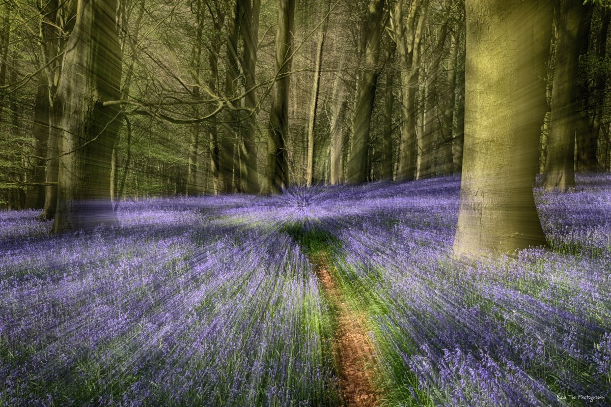 HK4HearingLoss's tweet photo. CHANGE OF DATE FOR BLUEBELL WELLBEING WALK:

Starting from the Kings Wood car park on White Hill (What3Words ///headless.forgotten.plugged) on
Sunday 4th May @ 0930 (this date has changed because Mother Nature added extra Gro-More). Circular walk of about 5 miles. #WellbeingWalk https://t.co/uW6mCDpq3f