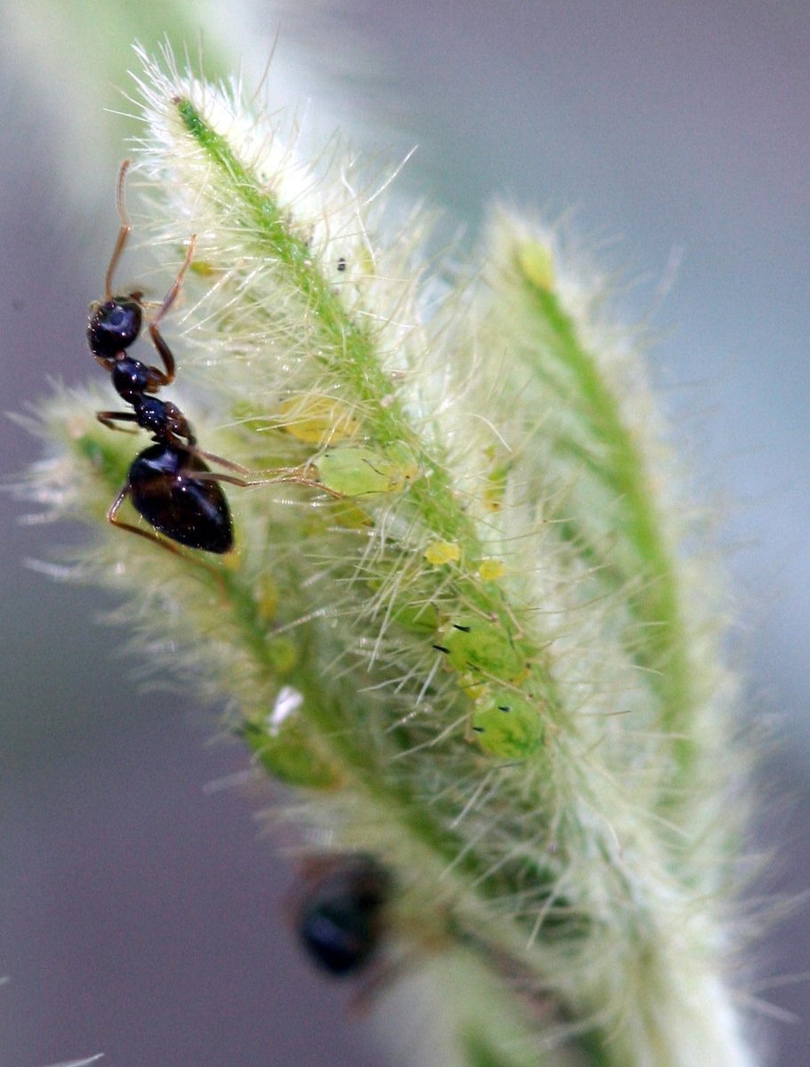 ISDPPodcast's tweet image. In case you missed it check out my latest interview with Dr. Chris DiFonzo of @MSUExtension. We talked about soybean aphids, western bean cutworm and the handy Bt trait table.
sites.libsyn.com/416264/s4e16-s…
sites.libsyn.com/416264/s4e17-s…
texasinsects.org/bt-corn-trait-…
Photo credit: Dr. Chris…