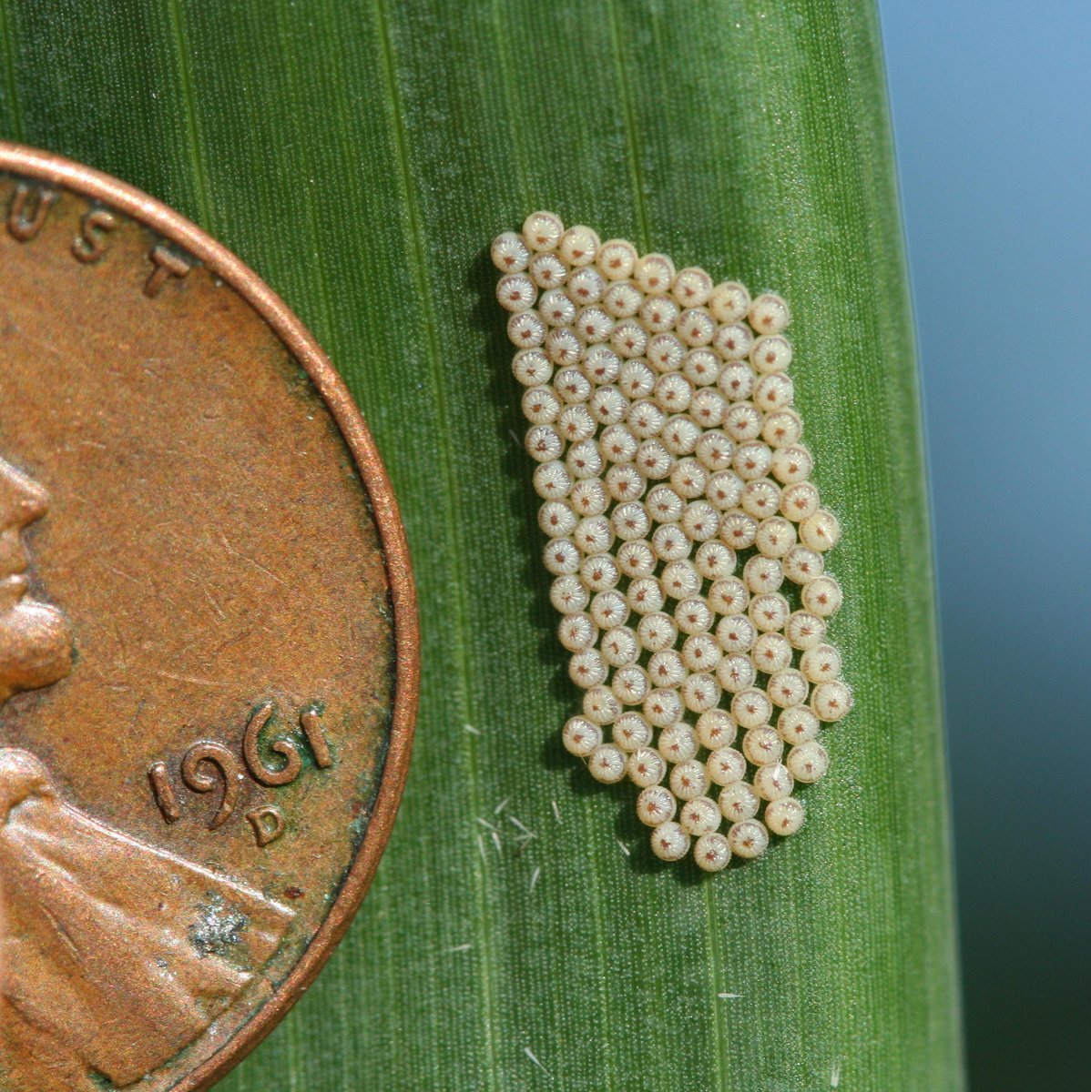 ISDPPodcast's tweet image. In case you missed it check out my latest interview with Dr. Chris DiFonzo of @MSUExtension. We talked about soybean aphids, western bean cutworm and the handy Bt trait table.
sites.libsyn.com/416264/s4e16-s…
sites.libsyn.com/416264/s4e17-s…
texasinsects.org/bt-corn-trait-…
Photo credit: Dr. Chris…