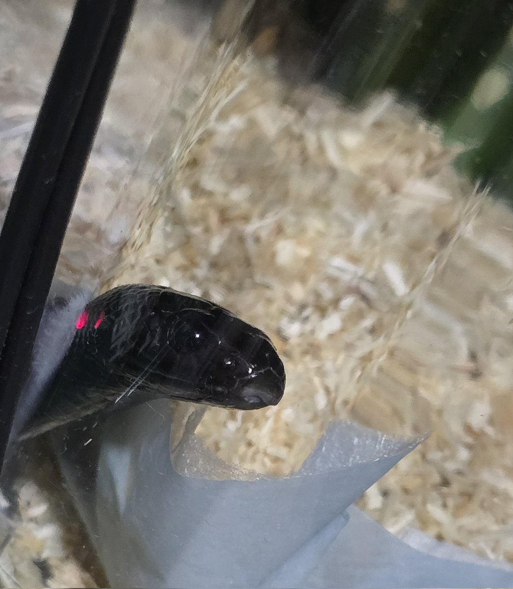 めるり tweet media