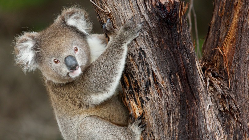 BASET (@britauset) on Twitter photo 🐨Double your donation. Save a koala.
This week only UK donations to <a href="/awconservancy/">Australian Wildlife Conservancy</a> will be matched to protect threatened species at Waulinbakh Sanctuary, NSW. AWC CEO Tim Allard explains how UK can play a vital role in protecting Australia’s wildlife.
💚bit.ly/3GfABjR 🐨Double your donation. Save a koala.
This week only UK donations to <a href="/awconservancy/">Australian Wildlife Conservancy</a> will be matched to protect threatened species at Waulinbakh Sanctuary, NSW. AWC CEO Tim Allard explains how UK can play a vital role in protecting Australia’s wildlife.
💚bit.ly/3GfABjR
