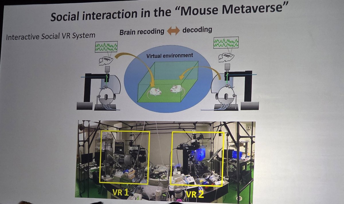 Athena Stein PhD (@steinathena) on Twitter photo Exciting morning at SOBP Toronto, from using AI in digital phenotyping in psychiatry, to the influence of medial and lateral orbitofrontal networks on anhedonia in depression, to VR mouse setups!
<a href="/schultebraucksk/">Katharina Schultebraucks</a> Edmund Rolls Toru Takumi
#SOBP2025
<a href="/NeuroStimCtr/">Carolina Center for Neurostimulation</a> <a href="/FrohlichLab/">Frohlich Lab</a> Exciting morning at SOBP Toronto, from using AI in digital phenotyping in psychiatry, to the influence of medial and lateral orbitofrontal networks on anhedonia in depression, to VR mouse setups!
<a href="/schultebraucksk/">Katharina Schultebraucks</a> Edmund Rolls Toru Takumi
#SOBP2025
<a href="/NeuroStimCtr/">Carolina Center for Neurostimulation</a> <a href="/FrohlichLab/">Frohlich Lab</a>