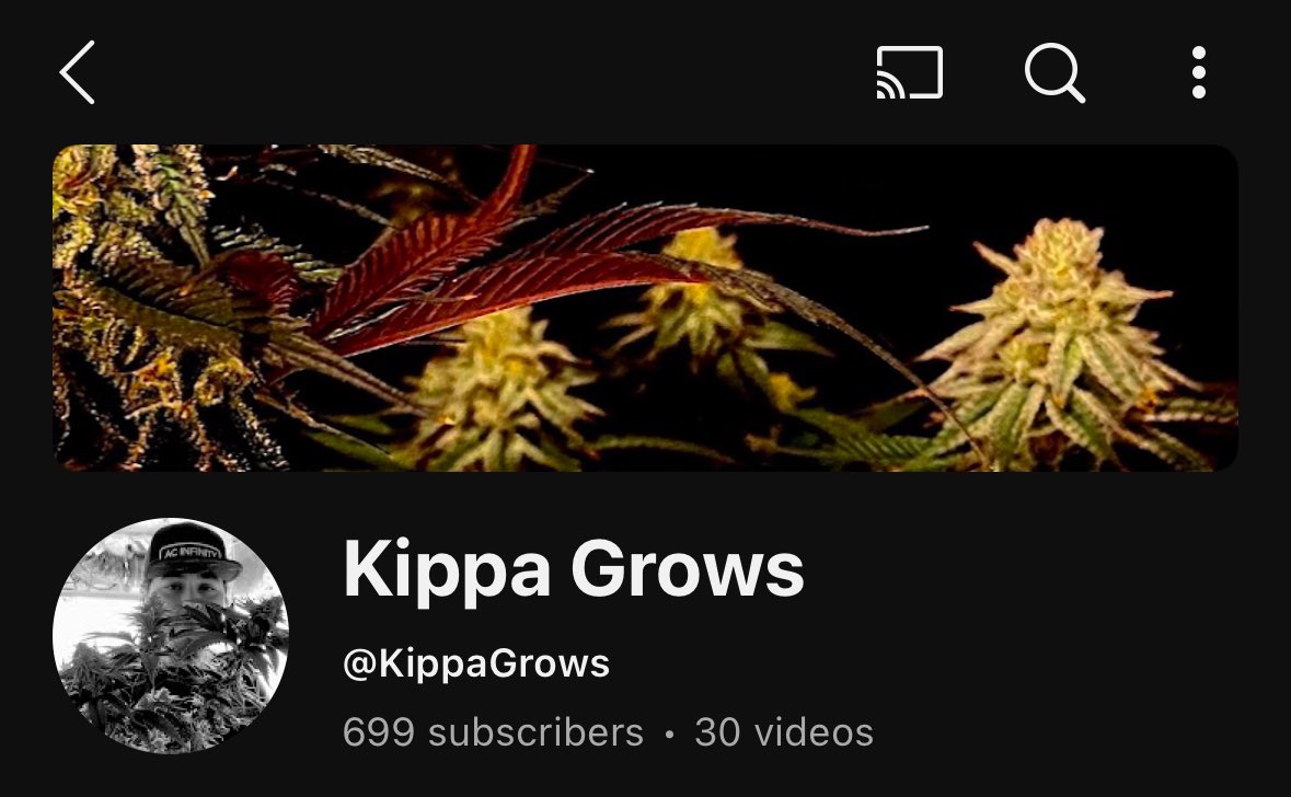 If anyone wants to do me a solid I’m one sub from 700 on YouTube! I appreciate you all. 💚

youtube.com/@kippagrows?si…
