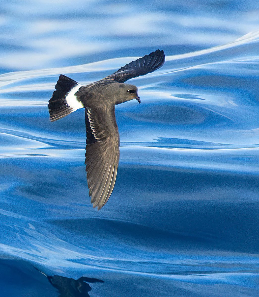 MarcGuyt's tweet image. My latest blog online on @vogelnieuws
This time on the Ebro delta, Spain and the seabirds offshore.
vogelbescherming.nl/actueel/previe…
@DeltaBirdingF