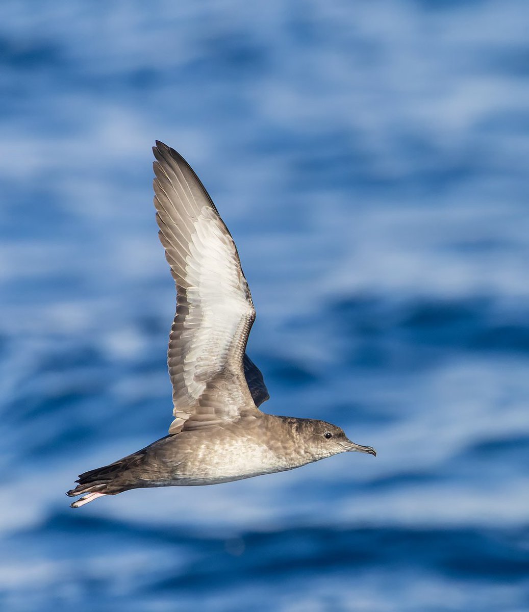 MarcGuyt's tweet image. My latest blog online on @vogelnieuws
This time on the Ebro delta, Spain and the seabirds offshore.
vogelbescherming.nl/actueel/previe…
@DeltaBirdingF