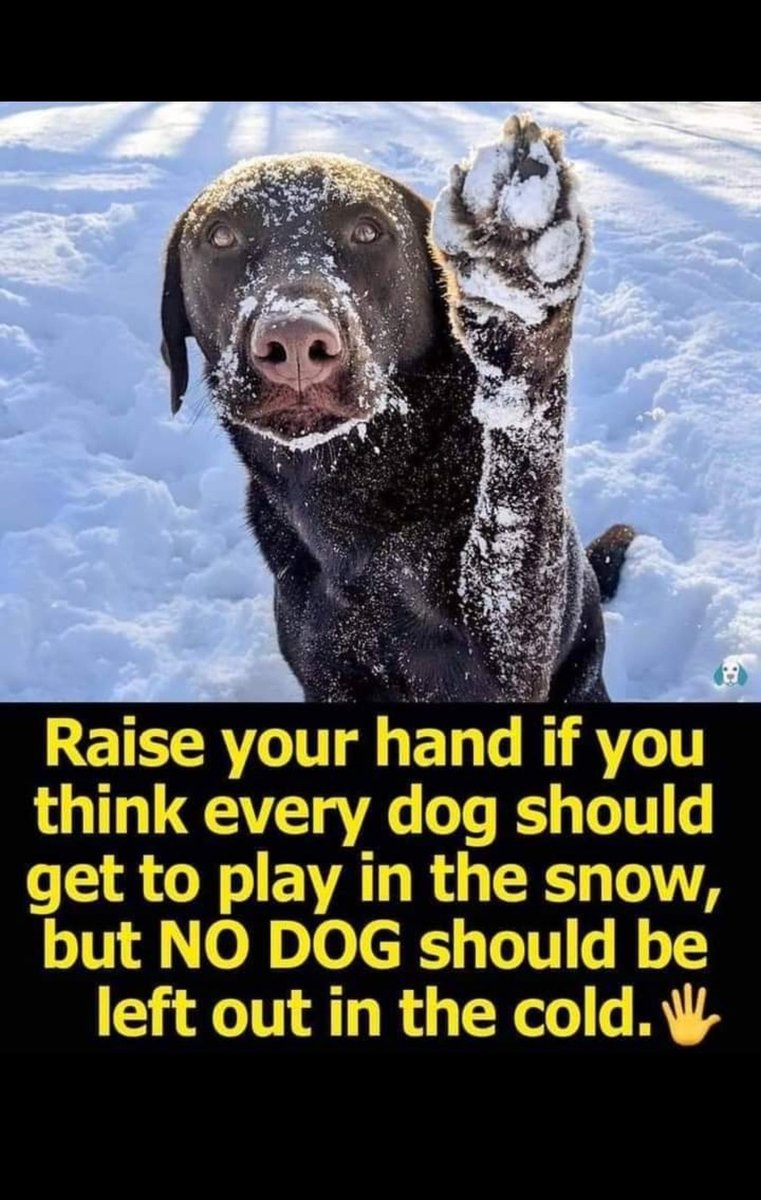 𝕏 Dogs (@_xdogs) on Twitter photo 