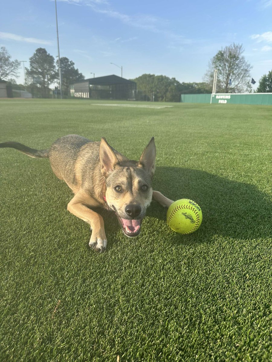 USC Upstate Softball (@upstatesoftball) on Twitter photo Bring your best friend to meet our best friends ๐ถ๐
Join us this Saturday for a 1pm doubleheader and Pups at the Park!
The first 7๏ธโฃ5๏ธโฃ fans will receive a travel pet bowl presented by <a href="/thelocalhiker/">The Local Hiker</a>
#SpartanArmy๐ฆด Bring your best friend to meet our best friends ๐ถ๐
Join us this Saturday for a 1pm doubleheader and Pups at the Park!
The first 7๏ธโฃ5๏ธโฃ fans will receive a travel pet bowl presented by <a href="/thelocalhiker/">The Local Hiker</a>
#SpartanArmy๐ฆด