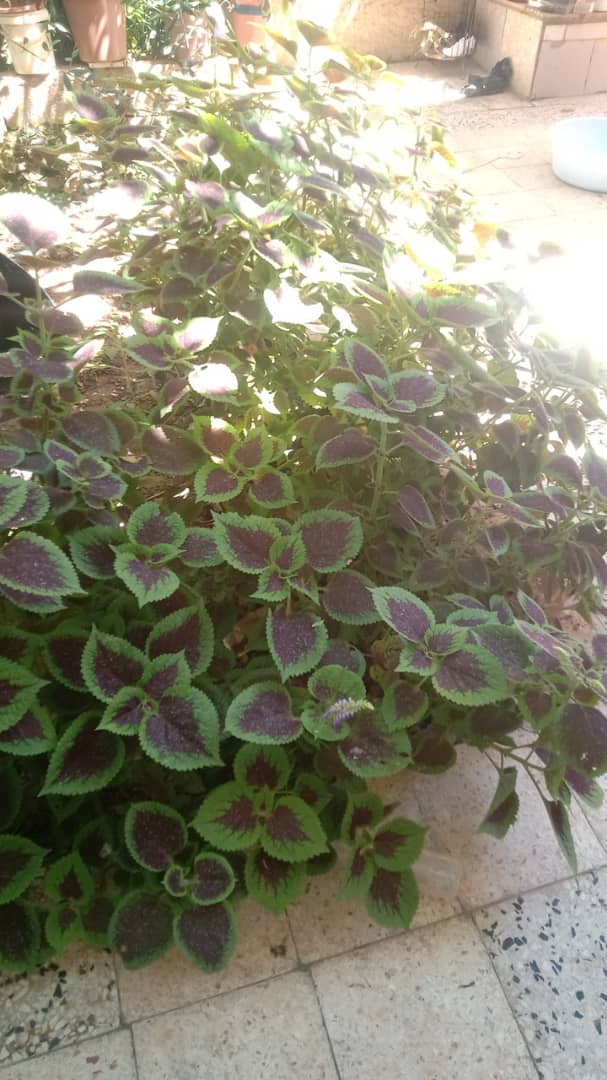 اتحكمي في لسانك ..
 يصلاح حالك  ويقوة إمانك   .