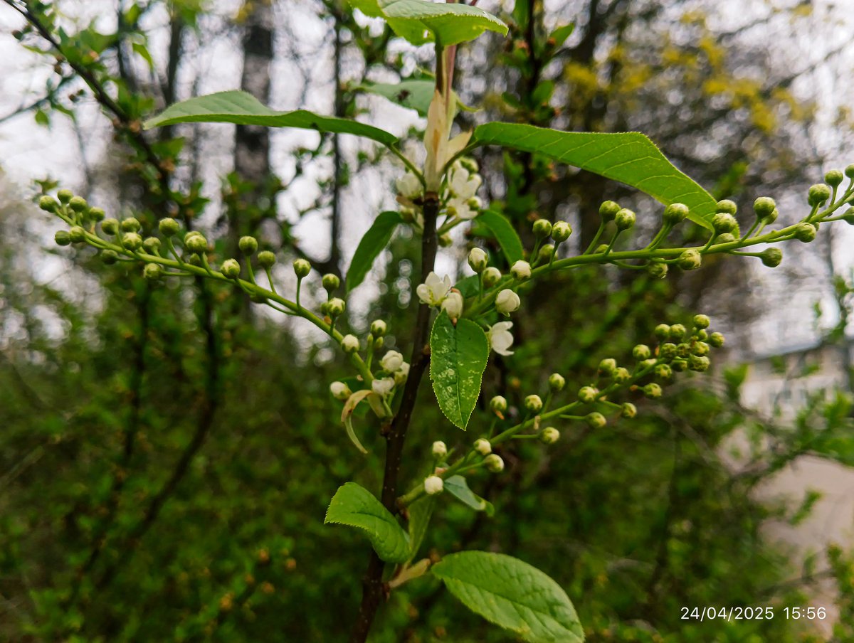 LatvianNature's tweet image. Rūjienā sākušas ziedēt ievas!

#pavasaris #ieva #spring #nature