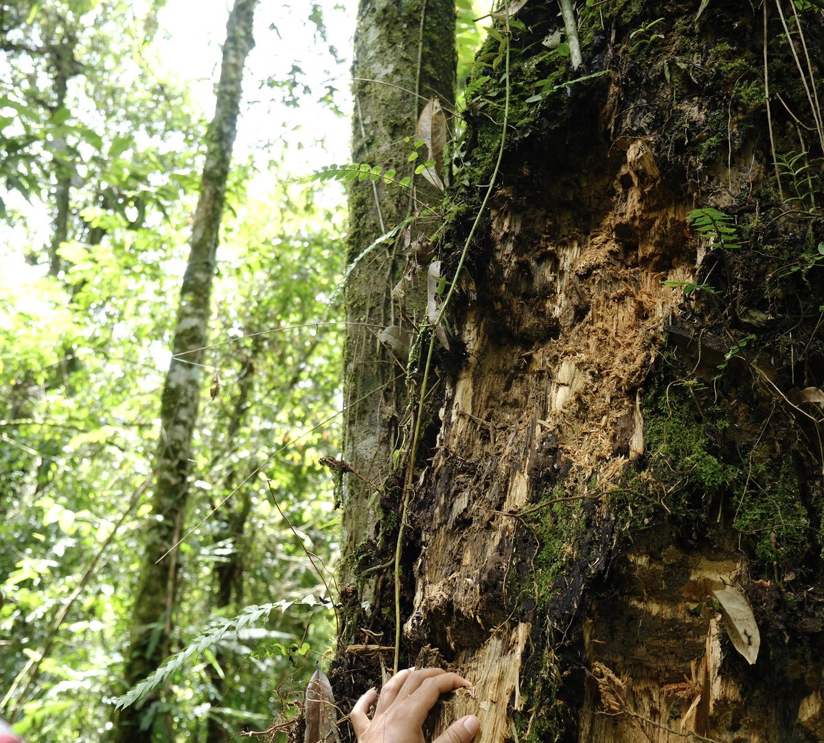 Javaでのコレクション