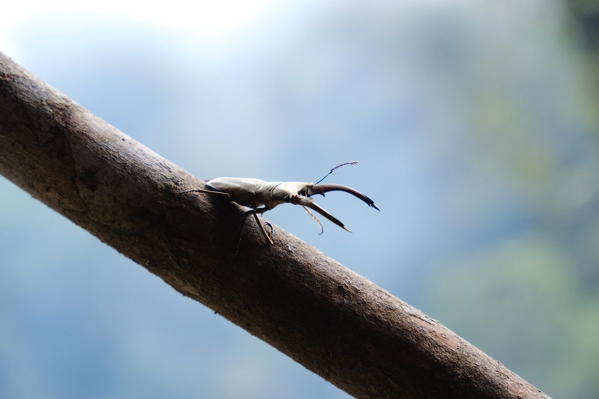 ジャワ諸島の思い出