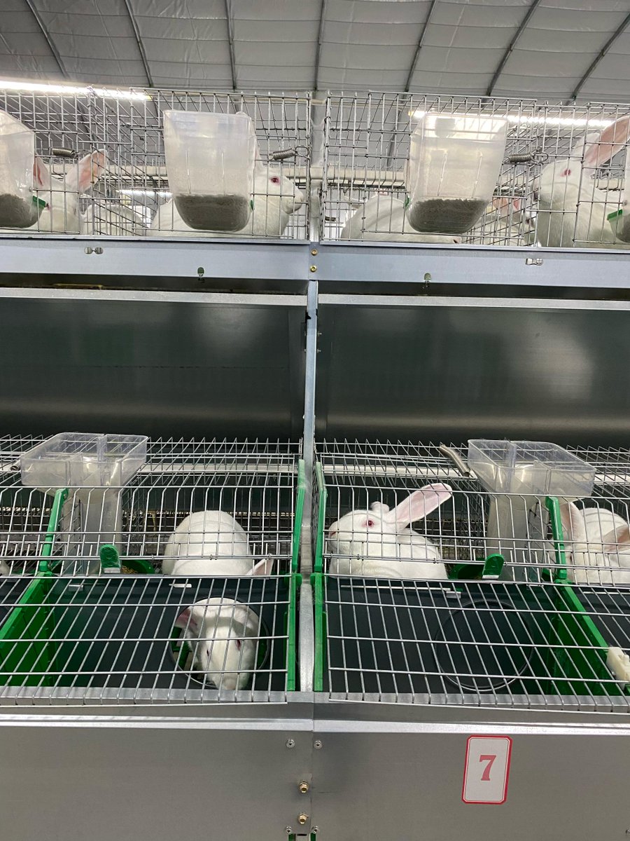 AgriHopper's tweet image. Did you know?
Rabbits thrive best at 10°C–25°C.
Extreme heat slows growth &amp;amp; reduces fertility.
✅ Use shade, ventilation &amp;amp; water systems in hot months.
Climate-smart = Profit-smart.
#RabbitComfort #AgroClimate #AgriHopperTips