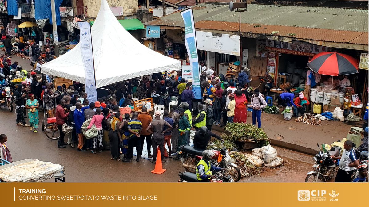 International Potato Center (@cipotato) on Twitter photo In Kampala’s bustling St. Balikuddembe Market, we trained traders, waste collectors & partners on turning sweetpotato 🍠 waste into silage—an innovative way to reduce food waste & support livestock feed.
With <a href="/KCCAUG/">Kampala Capital City Authority (KCCA)</a>, Kyakuwa Farms & @Prideug, we're exploring how urban markets In Kampala’s bustling St. Balikuddembe Market, we trained traders, waste collectors & partners on turning sweetpotato 🍠 waste into silage—an innovative way to reduce food waste & support livestock feed.
With <a href="/KCCAUG/">Kampala Capital City Authority (KCCA)</a>, Kyakuwa Farms & @Prideug, we're exploring how urban markets