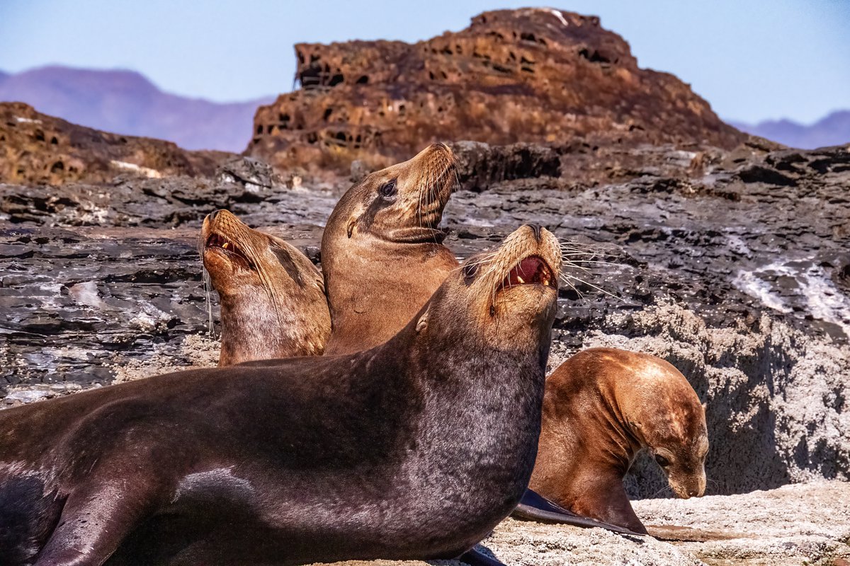 Check out this photo I have for sale of Baja Mexico sea lions.  1-stuart-litoff.pixels.com/featured/coron…

#sealions #wildlife #wildliifephotography #animal #animalphotography #marinelife #mexico #baja #bajamexico