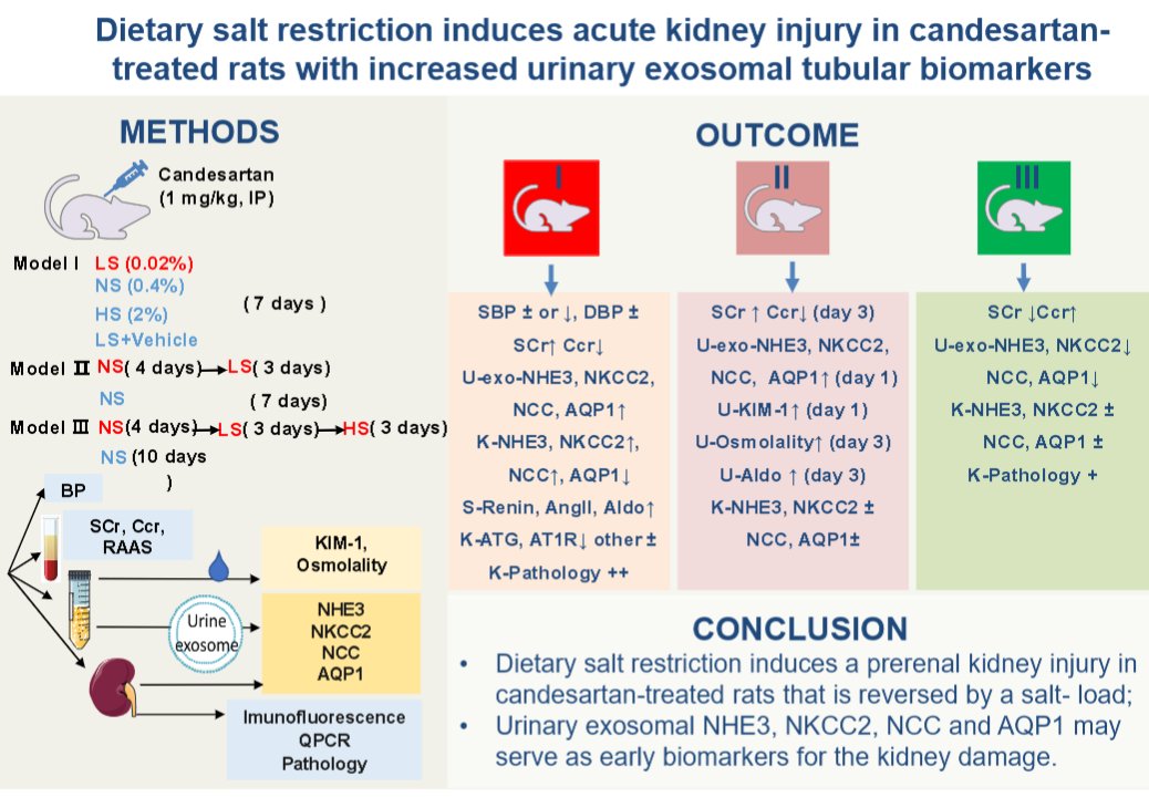 Let's check out what these brilliant authors from Nanjing BenQ Medical Center are teaching us about #salt in this #ArticleinPress, Adequate salt intake is essential for candesartan-treated rats to maintain renal function (Anni Xie et al.):

ow.ly/EXiM50VGwtT