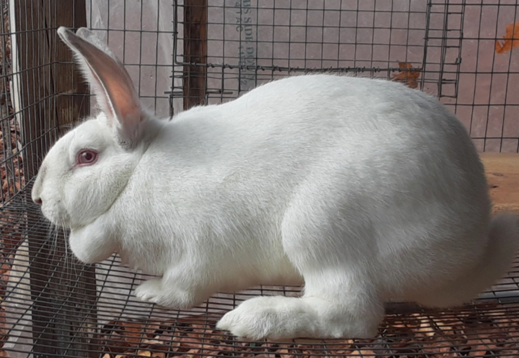 AgriHopper's tweet image. Selecting rabbits without knowing lineage? Big risk.
📌 Always ask for genetic history.
Strong genetics = faster growth, disease resistance &amp;amp; higher fertility.
Build your farm with smart DNA.
#RabbitBreeding #SmartFarming #AgriHopperGenetics