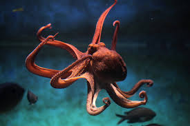 Daily_Deceit's tweet photo. Octopuses have THREE hearts.
Two pump blood to the gills. One takes a break when they swim.
That’s right—an organ just taps out.
Truth or trickery?

Reply with your guess: REAL or FAKE.

#WeirdScience #OceanFacts #TrueOrFalse #FunFact #MindBlown #Octopus #DidYouKnow https://t.co/5YeDpeuK7t