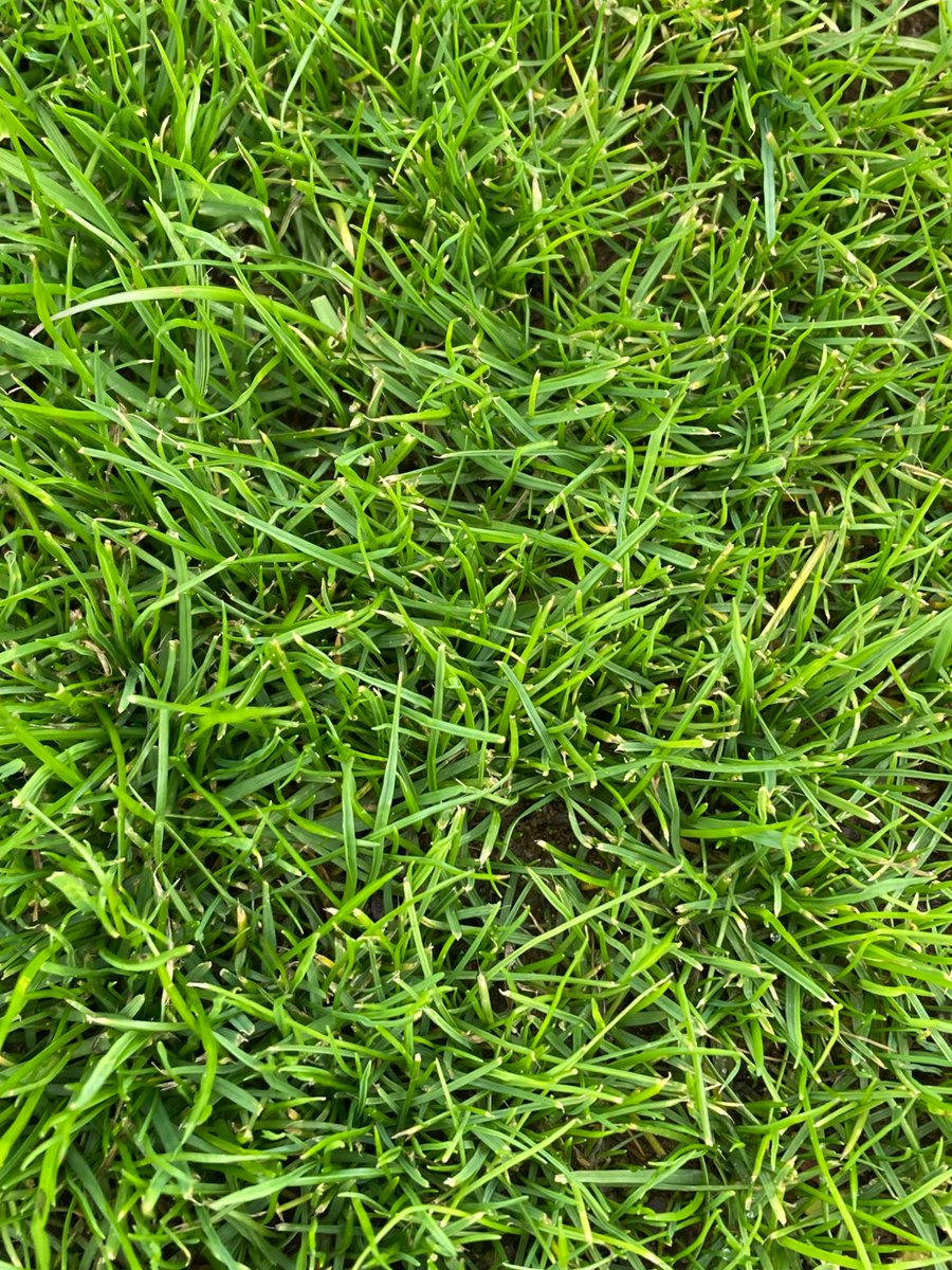 Alex Beesley (@alexbgerminal) on Twitter photo New Drainage lines on fairway <a href="/radyrgolf/">Radyr Golf Club</a> seeded 6 weeks ago with A5 Ultrafine Perennial Ryegrass mix <a href="/GerminalAmenity/">Germinal Amenity</a> containing Cabrio Ultrafine Perennial Ryegrass 8.5 fineness leaf New Drainage lines on fairway <a href="/radyrgolf/">Radyr Golf Club</a> seeded 6 weeks ago with A5 Ultrafine Perennial Ryegrass mix <a href="/GerminalAmenity/">Germinal Amenity</a> containing Cabrio Ultrafine Perennial Ryegrass 8.5 fineness leaf