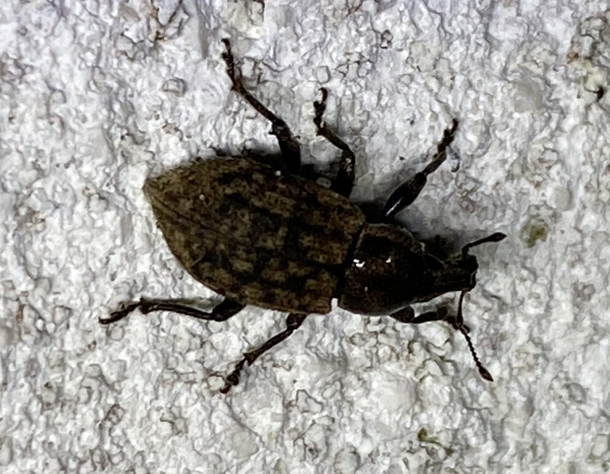 BrennanMartine's tweet photo. This weevil attracted to the actinic lamp was larger than ones I usually see, perhaps Ground Weevil/ Barynotus obscurus. #mothbycatch https://t.co/tuucfGeUvq