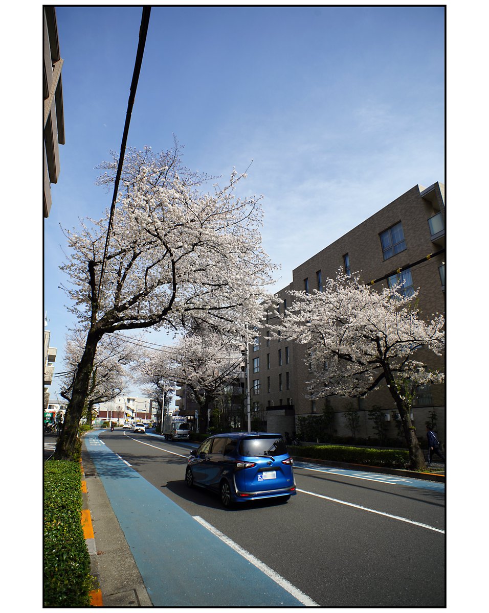 paco_mjp's tweet photo. 2025/04/05 #練馬 #nerima #sony #sonyalpha #a7c #pentax #pentaxgram #takumar #smctakumar #20mm #street #streetsnap #streetphotography #road #roadside #roadsidephotography #桜 #桜の森 #花 #flower #flowers #flowerphotography #flowergram #flower_gram #theworldisee #moriyamadaidostyle https://t.co/427qCOlJls