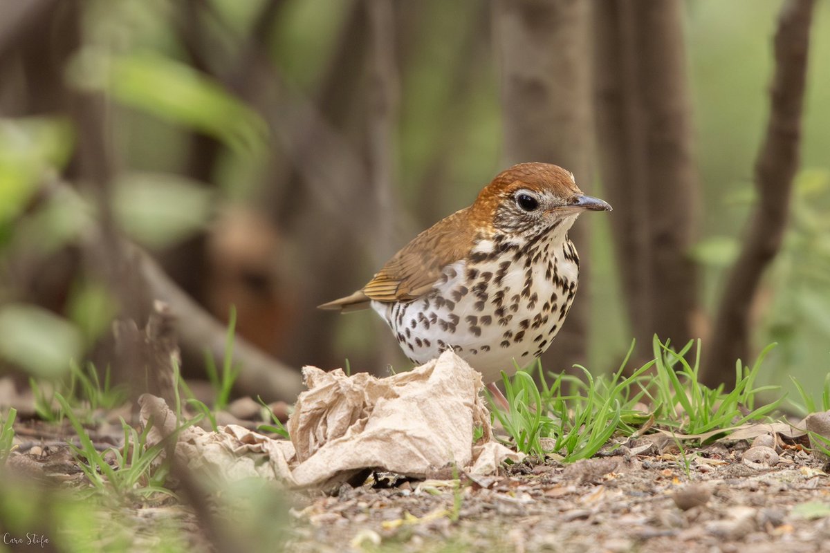 Cara Stofa (@carastofa) on Twitter photo A Wood Thrush in Central Park eyes an old napkin. A great reminder to pick up litter to keep our parks beautiful! 💚 #birdcpp <a href="/BirdCentralPark/">Manhattan Bird Alert</a> #birdphotography A Wood Thrush in Central Park eyes an old napkin. A great reminder to pick up litter to keep our parks beautiful! 💚 #birdcpp <a href="/BirdCentralPark/">Manhattan Bird Alert</a> #birdphotography