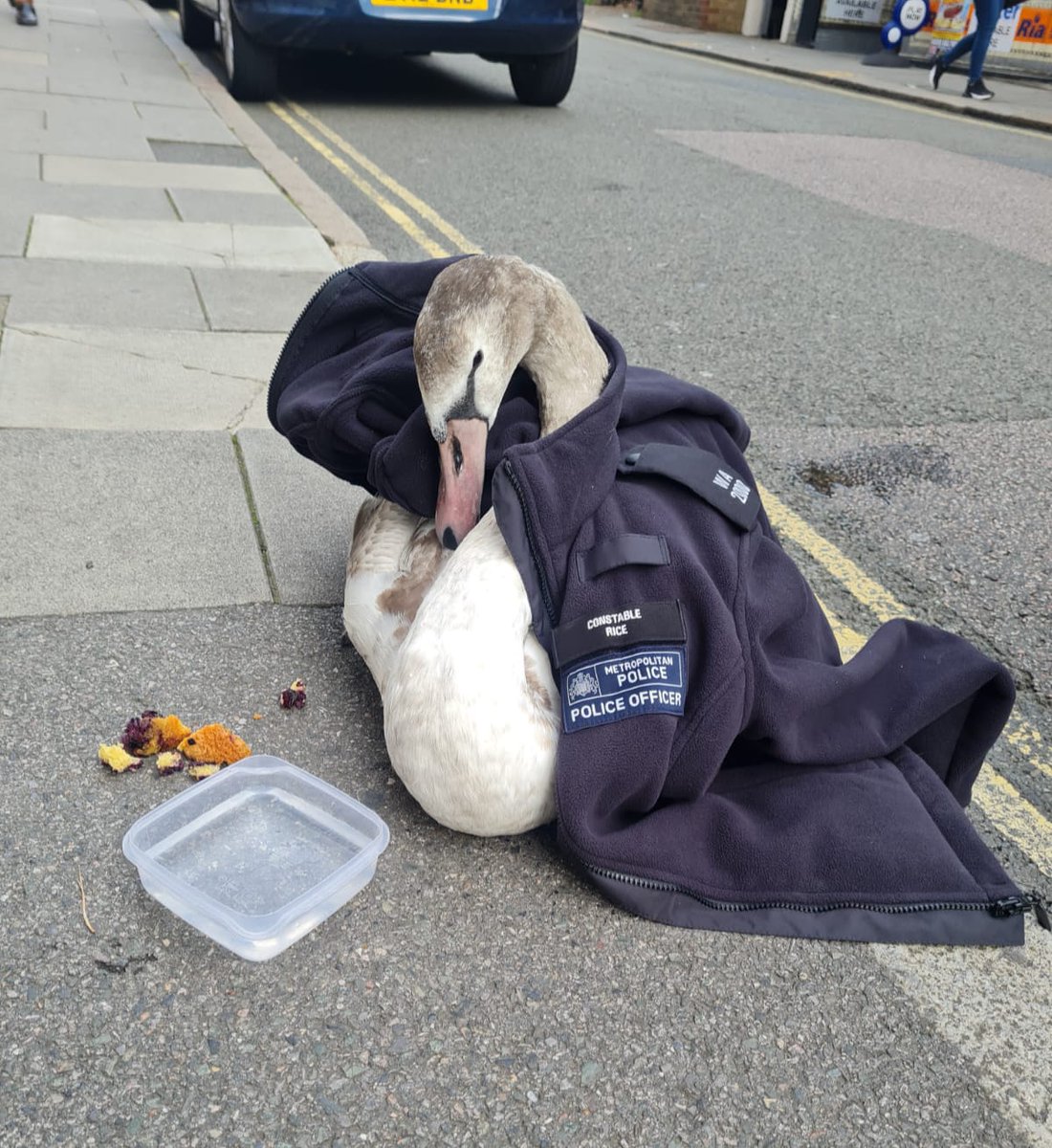 Please get in touch, and help us keep our wildlife safe!
Many members of public are witnessing attacks on wildlife, but are not reporting this to us. Once again we encourage you to report by 101 or online at met.police.uk/ro/report/ or anonymously at crimestoppers-uk.org