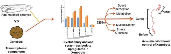 Michael Levin (@drmichaellevin) on Twitter photo What if you analyzed the transcriptome of a living construct, made of wild-type (genetically-unmodified) cells but that had self-assembled with novel form and function - what genes might such a thing turn on and off, with what relationship to these genes' phylogenetic history, What if you analyzed the transcriptome of a living construct, made of wild-type (genetically-unmodified) cells but that had self-assembled with novel form and function - what genes might such a thing turn on and off, with what relationship to these genes' phylogenetic history,