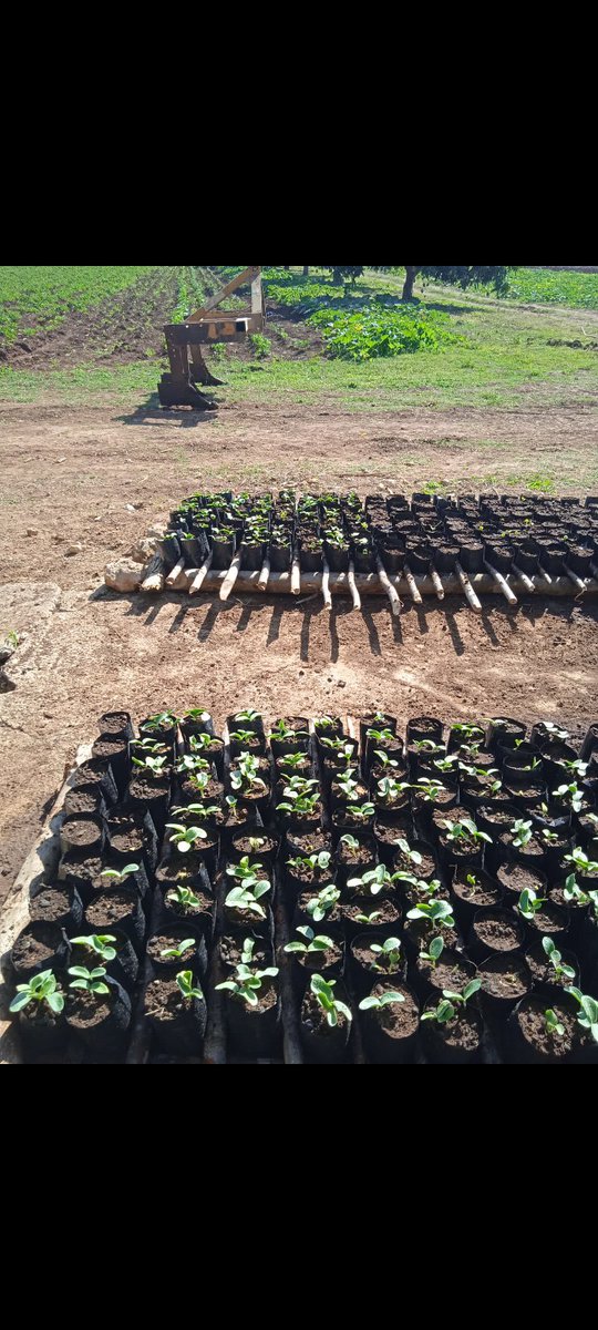 En proceso de germinación el vivero de CALABAZA en la Finca 3 de la UEB EL PATIO de la EAA URUGUAY.
#SanctiSpíritusEnMarcha
#Azucareros
#Jatibonico