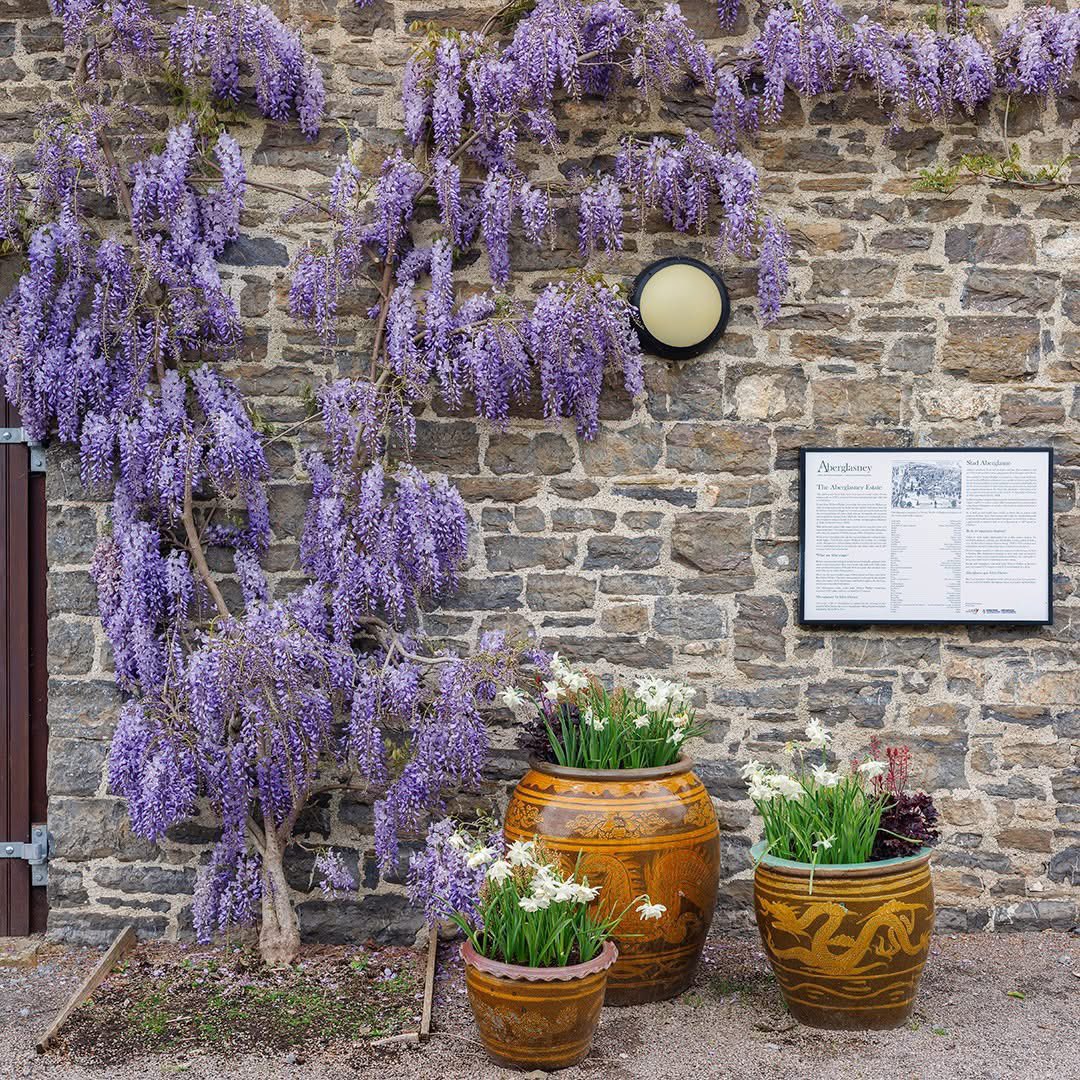 The draping racemes of the early flowering Wisteria, which you’ll find on the old cowshed building down at the bottom of the gardens, have a delicate sweet scent that adds an additional layer of intrigue to this area.

📸 by Nigel McCall