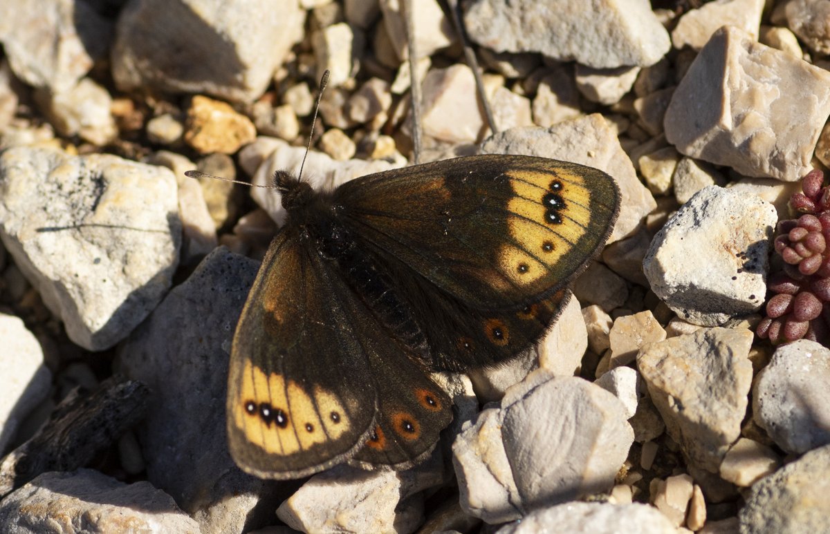 The third day in our Spring Butterflies of Central &amp; North Spain Tour was marked by an impressive number of Spring ringlets (Erebia epistygne), one of the most beautiful Erebias in Europe. Photos of a female (left) and a male (right).