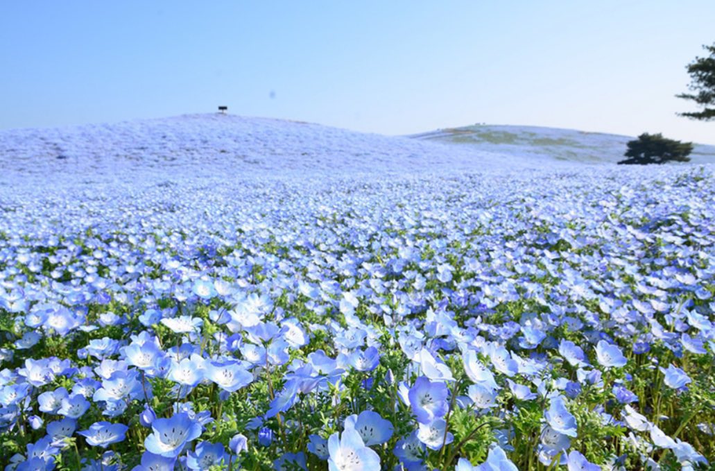 ＼この春見たい絶景＿✍︎／

国営ひたち海浜公園
💠️🩵フラワリング2025🩵💠໒꒱.·

💠約530万本のネモフィラが広がる光景は美しく絶景です︎＿✍︎ 🩵︎o̴̶̷  ̫ o̴̶̷

見頃️🩵例年4月中旬～5月上旬頃＿✍︎