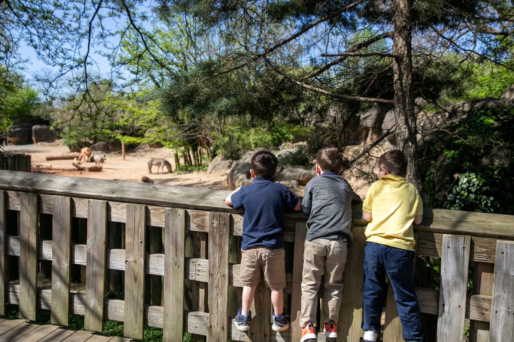 It has been a beautiful week for spring field trips!☀️ Yesterday, the Fifth Agers explored the Maryland Zoo in Baltimore, where they got an up-close look at animals both big and small.🐢🦁 The students ROARED with laughter when approached by a cheetah!🐆

#CalvertSchool
