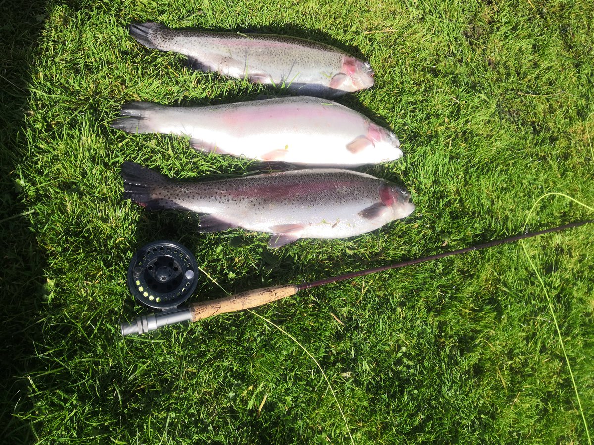 The fly fishing Instructor tweet media