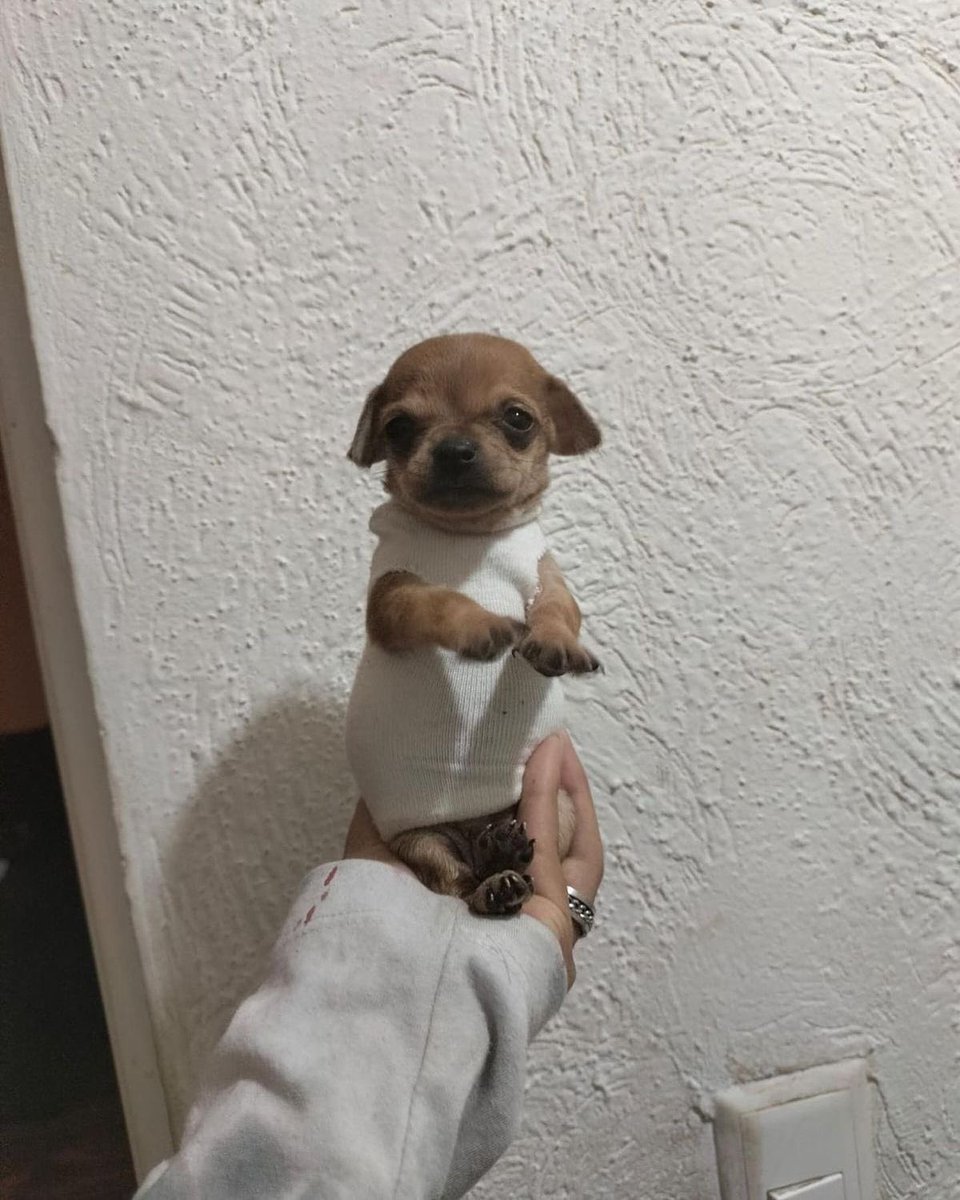 💖 (@twaniimals) on Twitter photo 