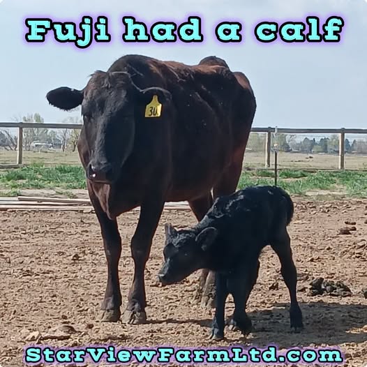 StarViewCrypto's tweet image. Fuji had a calf this morning!
Leggy little heifer that is 50/50 #Wagyu/#Lowline

Good job Fuji, I hope your calf is as sweet as you are.

StarViewFarmLtd.com
starviewfarm.cb.id
#StarViewFarmLimited #StarViewFarmLtd #StarViewFarm #StarViewFarms #StarViewGenetics