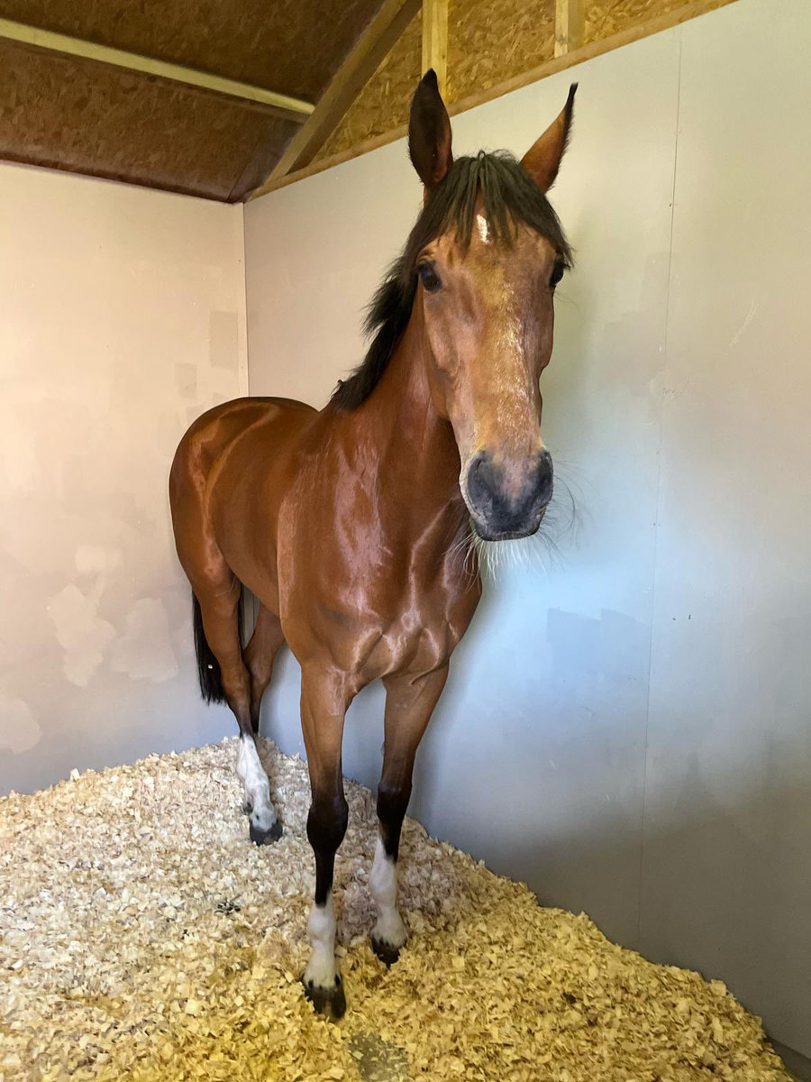 S.Pearce Racing (@spearce_racing) on Twitter photo Tonight we have Trackman running at <a href="/ChelmsfordCRC/">Chelmsford City Racecourse</a> in the 7.55pm #comehomesafe #racehorse #horseracing #comeracing #eveningracing #thursdayfeeling Tonight we have Trackman running at <a href="/ChelmsfordCRC/">Chelmsford City Racecourse</a> in the 7.55pm #comehomesafe #racehorse #horseracing #comeracing #eveningracing #thursdayfeeling